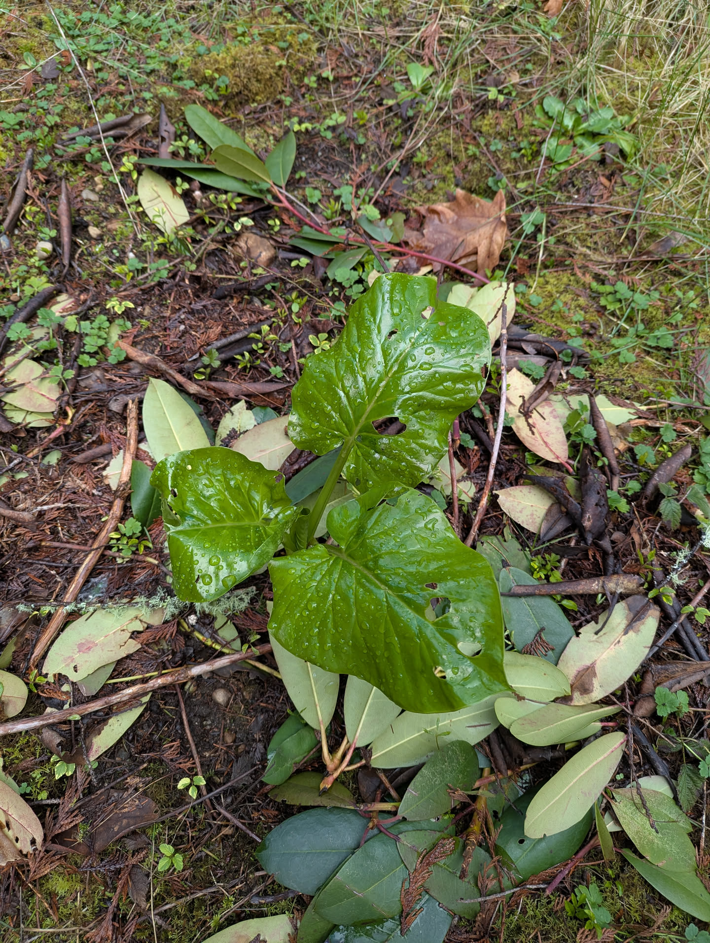 Giant lily emerging, March 20 2026