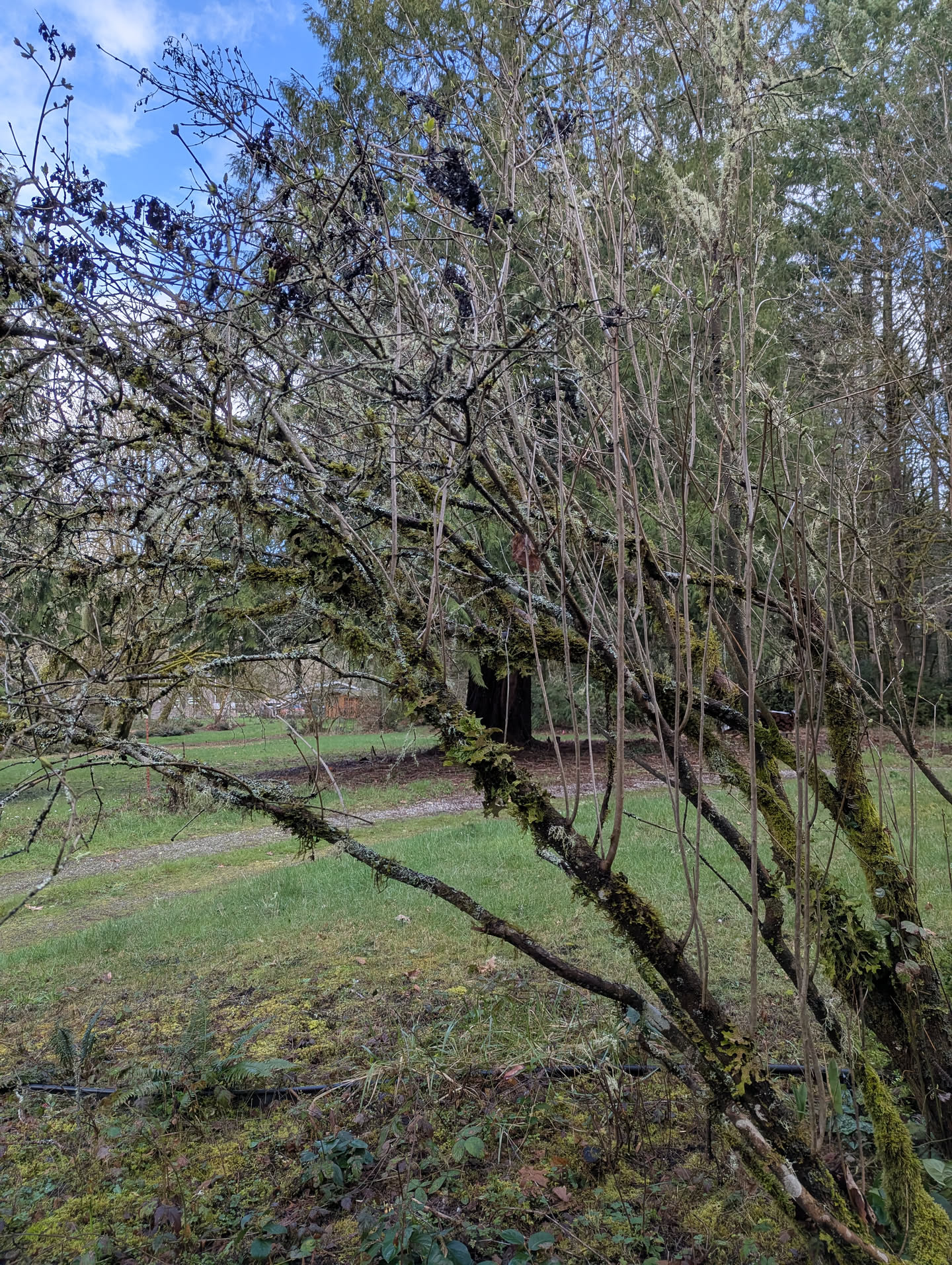 Monkey Puzzle Strip, March 20 2026