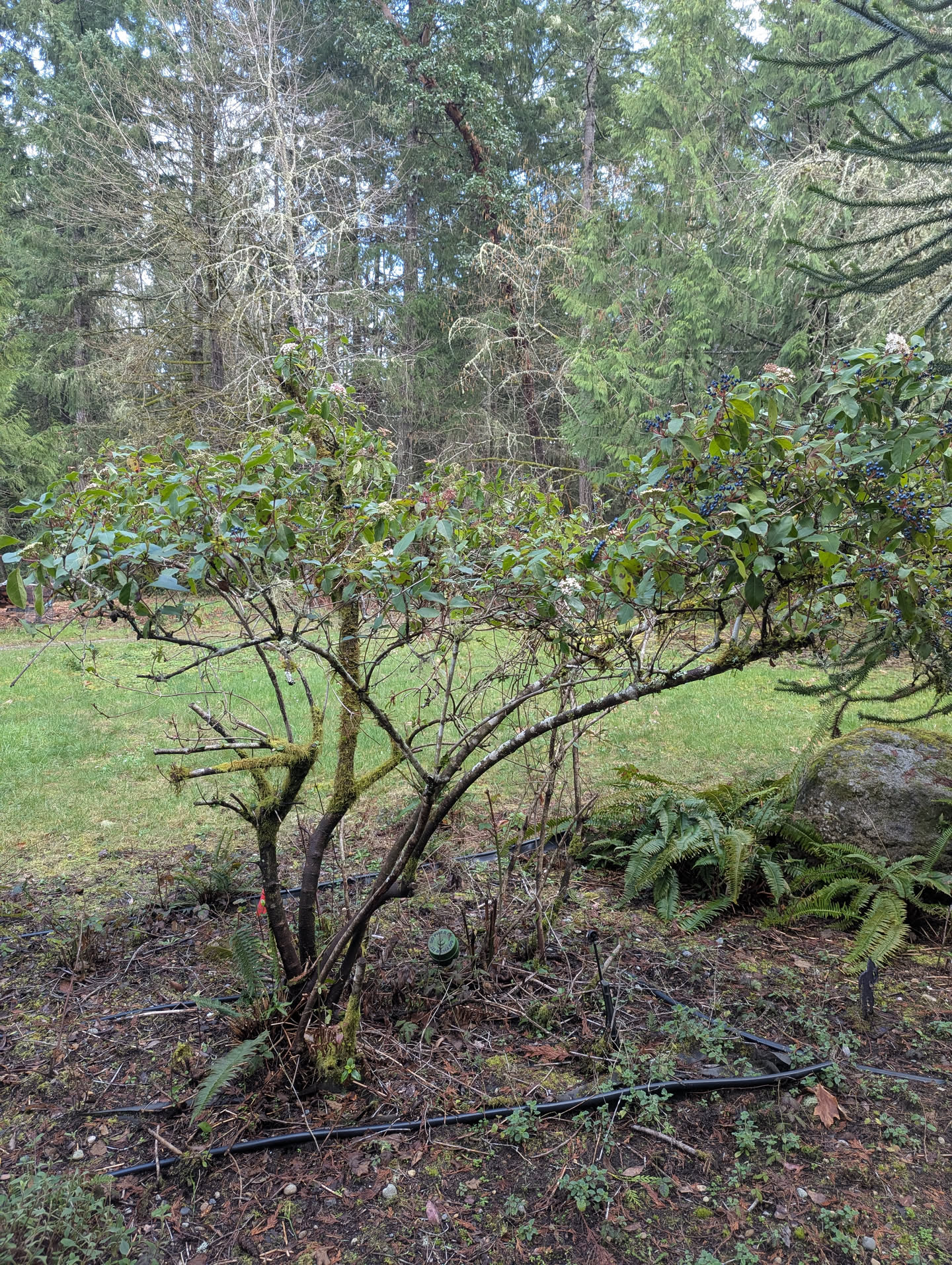 Monkey Puzzle Strip, March 20 2026
