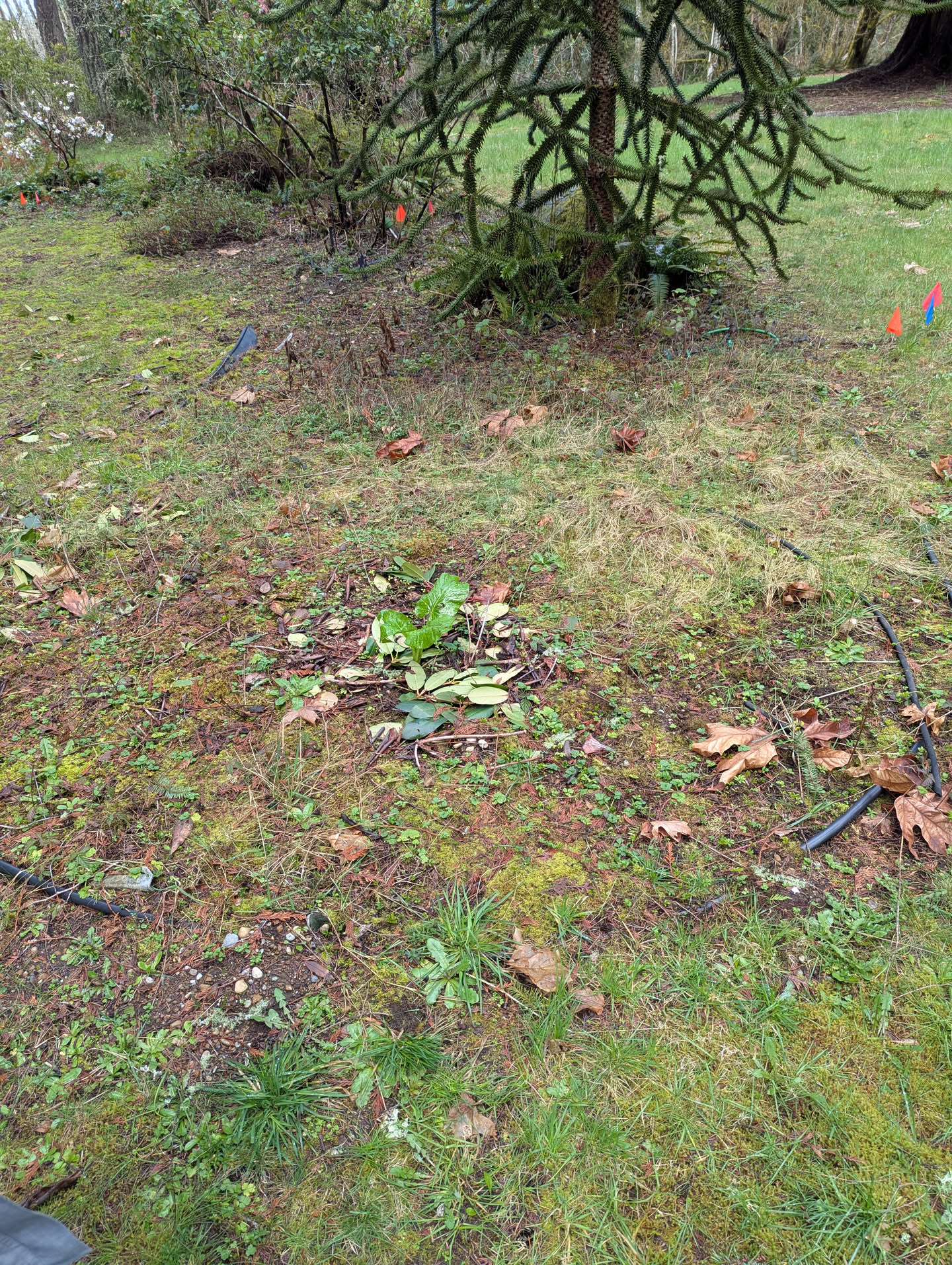 Monkey Puzzle Strip — view from the lawn showing the Monkey Puzzle canopy and emerging ground cover, March 2026