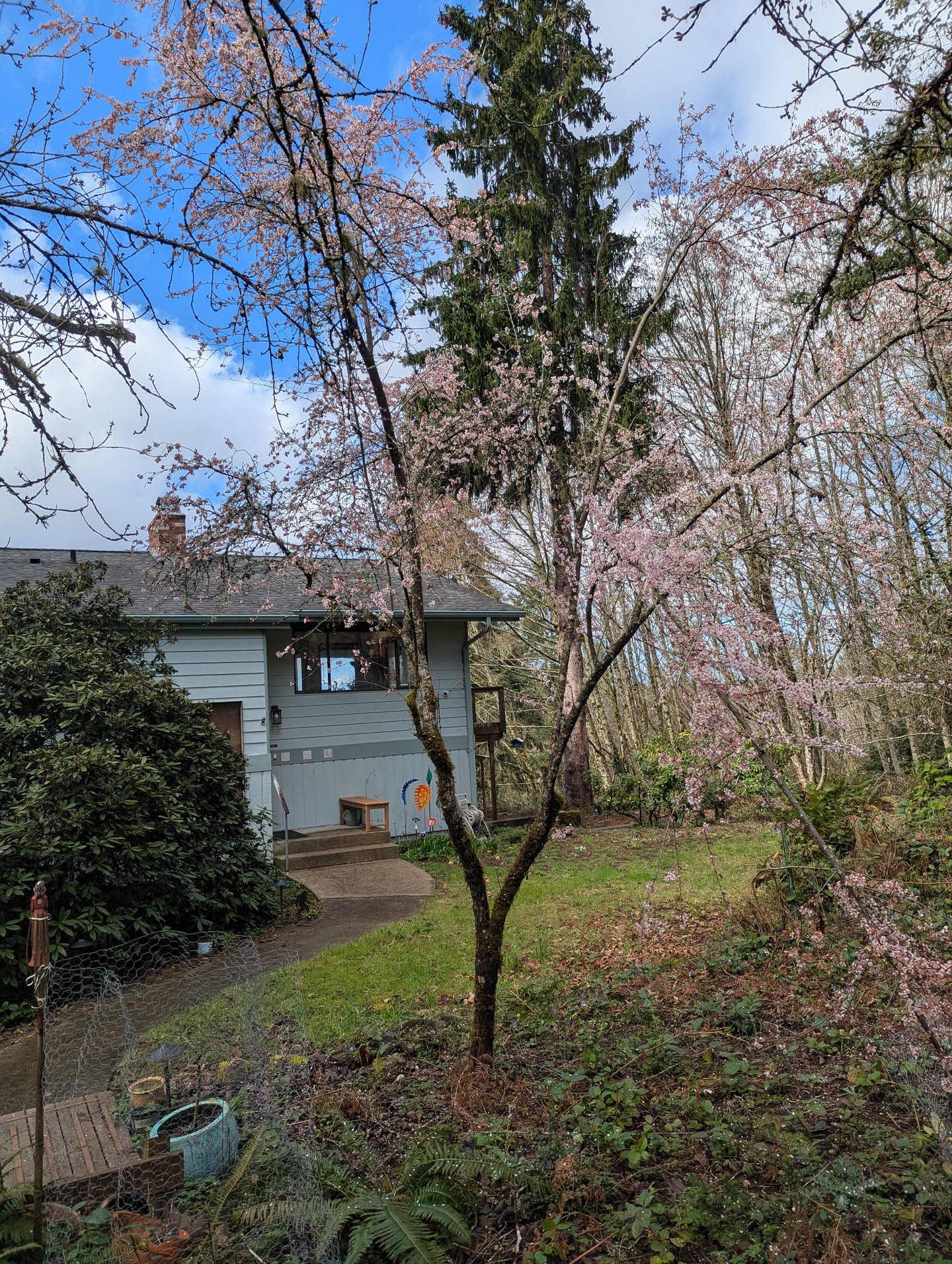 Ornamental plum — alternate angle, March 20 2026 Ornamental plum — alternate angle, March 20 2026