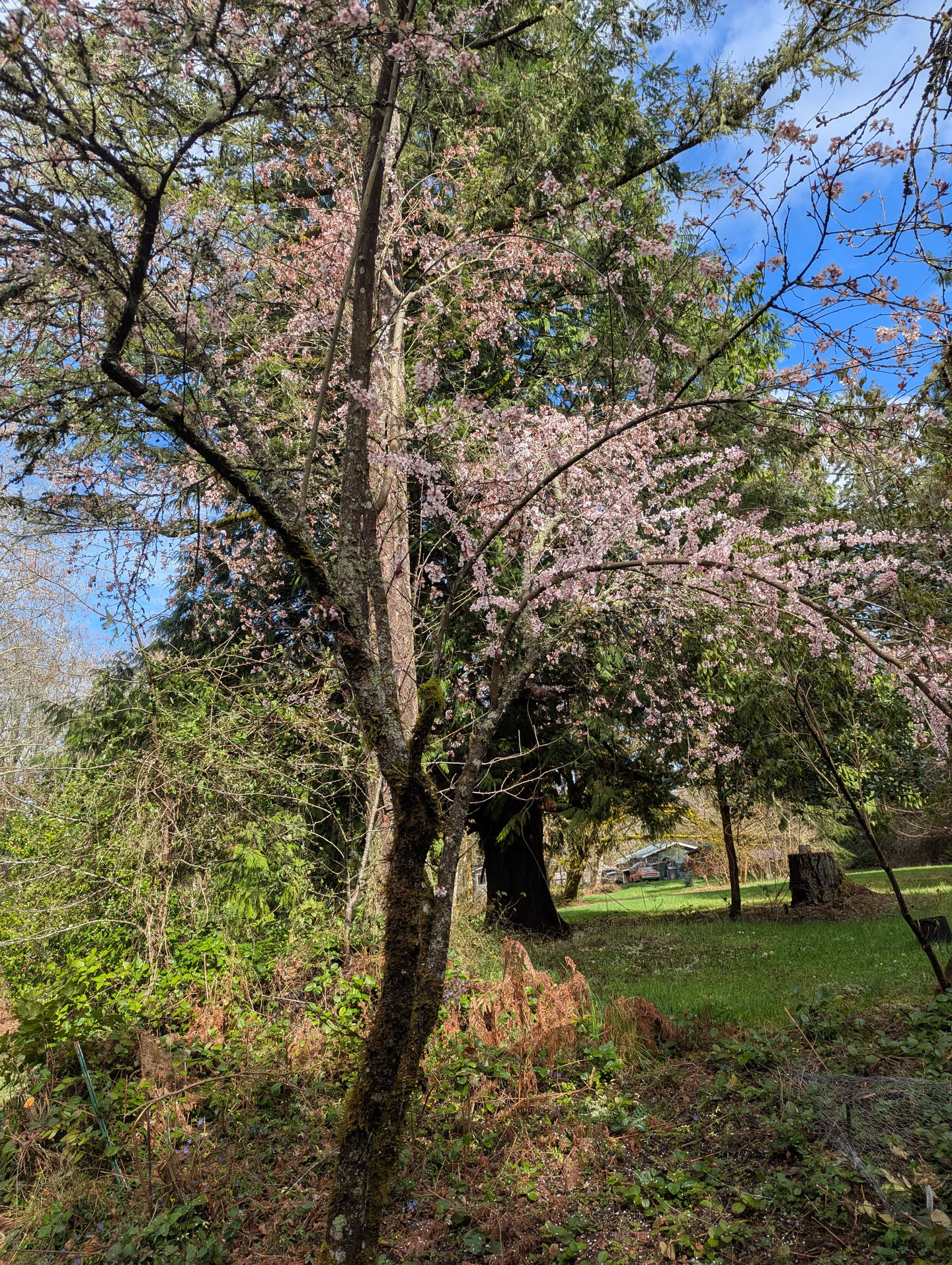 Blossom Triangle — Ornamental Plum at peak bloom, March 20 2026 Blossom Triangle — Ornamental Plum at peak bloom, March 20 2026