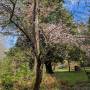 mar20_plum_blossom.jpg