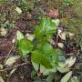 mar20_giant_lily.jpg