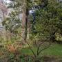 mar20_i_forget_what_this_plant_is.jpg